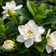 Best Fast Growing Shrubs Collection | 3 Plants in 9cm Pots | Growers Choice